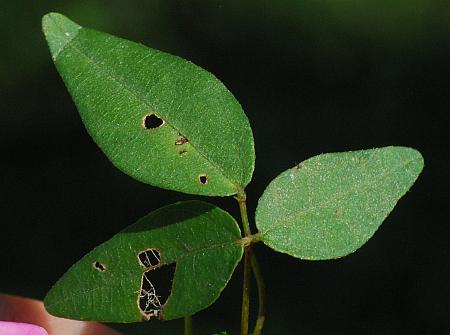 Strophostyles_umbellata_leaf1.jpg