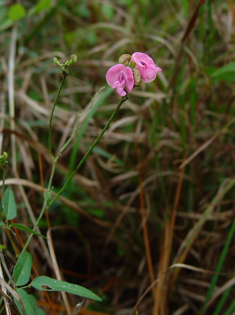 Strophostyles_umbellata_plant.jpg