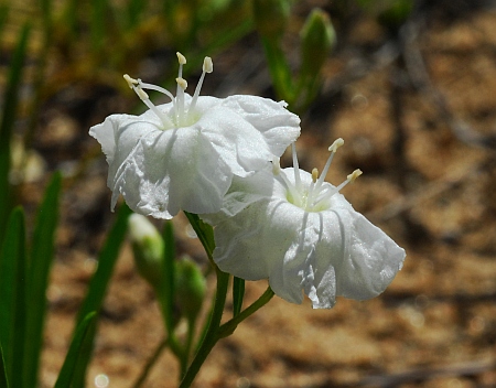 Stylisma_pickeringii_flower.jpg