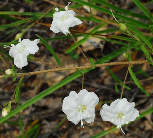 Stylisma_pickeringii_inflorescence.jpg