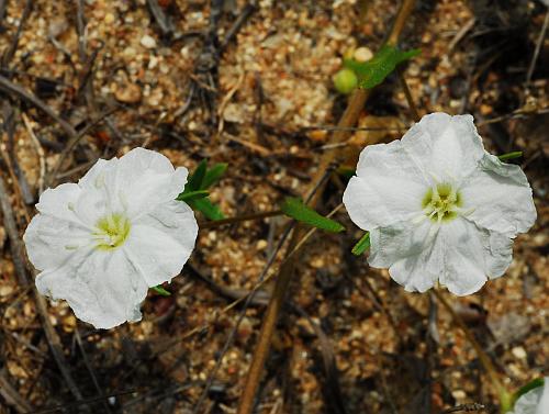 Stylisma_pickeringii_inflorescence2.jpg