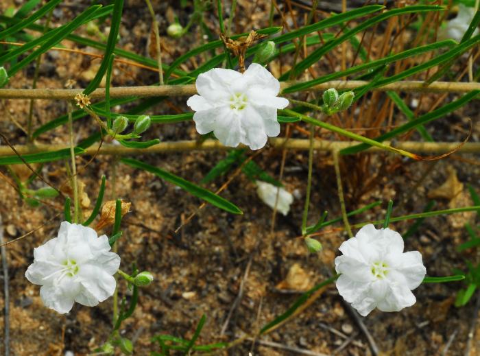 Stylisma_pickeringii_plant.jpg