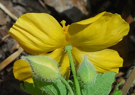 Stylophorum_diphyllum_flower2.jpg