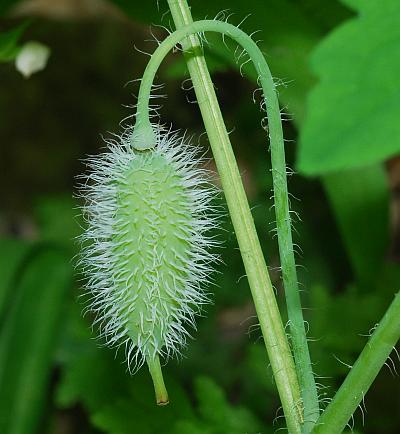 Stylophorum_diphyllum_fruit.jpg