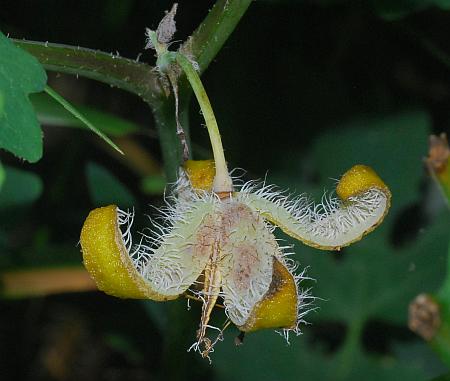 Stylophorum_diphyllum_fruit3.jpg