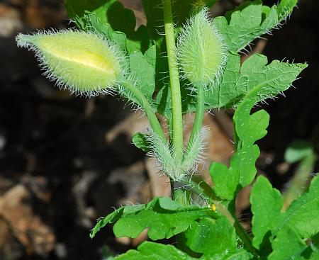 Stylophorum_diphyllum_inflorescence.jpg