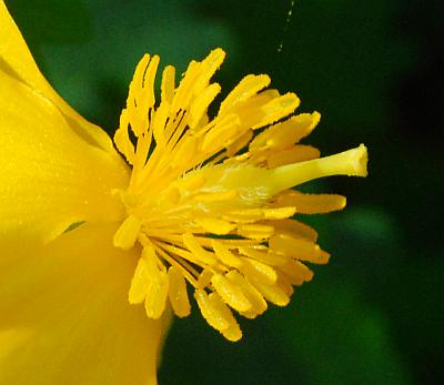 Stylophorum_diphyllum_stamens.jpg