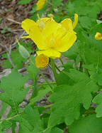 Stylophorum diphyllum thumbnail