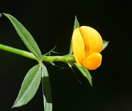 Stylosanthes_biflora_flower2.jpg