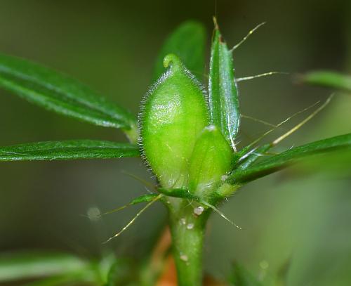 Stylosanthes_biflora_fruit.jpg