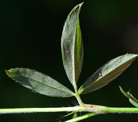 Stylosanthes_biflora_leaf2.jpg