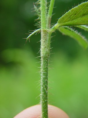 Stylosanthes_biflora_stem.jpg