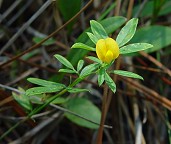 Stylosanthes biflora thumbnail