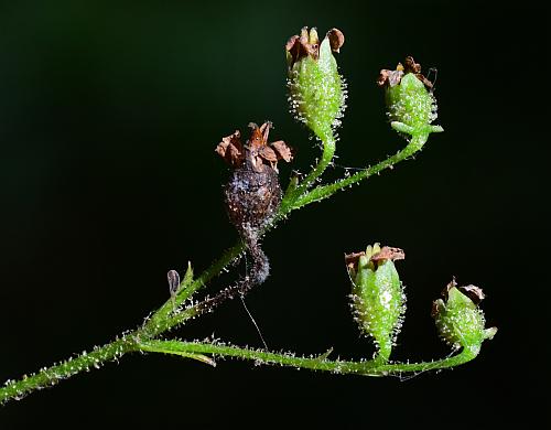 Sullivantia_sullivantii_fruits.jpg