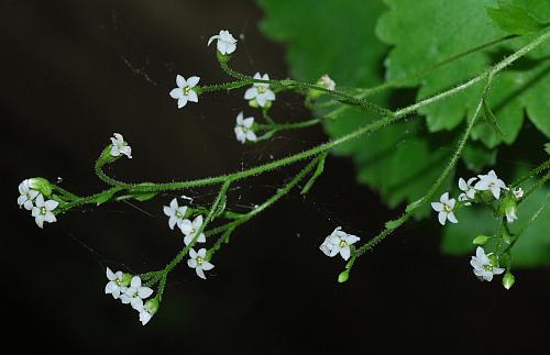 Sullivantia_sullivantii_inflorescence.jpg