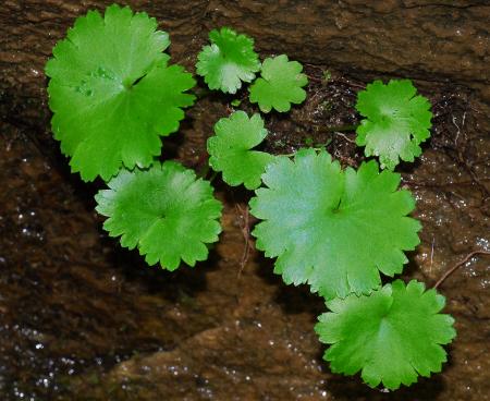 Sullivantia_sullivantii_leaves.jpg