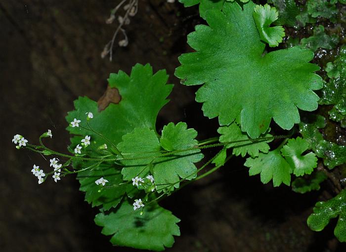 Sullivantia_sullivantii_plant.jpg