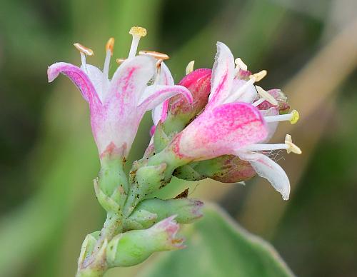 Symphoricarpos_occidentalis_flowers1.jpg