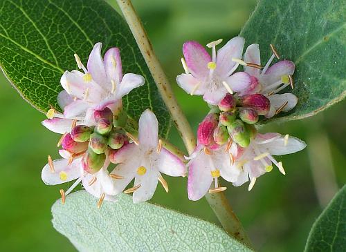 Symphoricarpos_occidentalis_flowers2.jpg