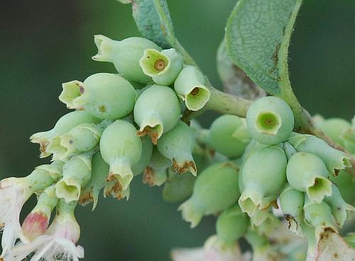 Symphoricarpos_occidentalis_fruits1.jpg