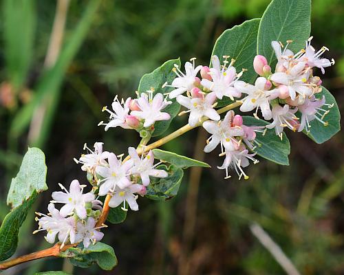 Symphoricarpos_occidentalis_inflorescence.jpg