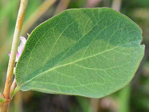 Symphoricarpos_occidentalis_leaf1.jpg