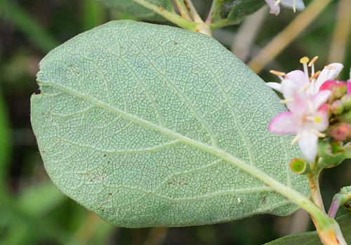 Symphoricarpos_occidentalis_leaf2.jpg