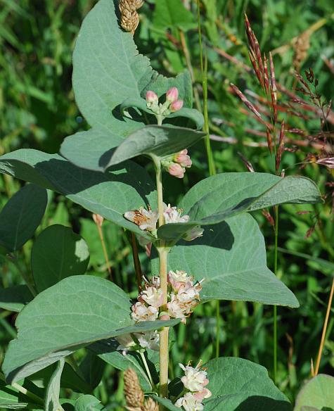 Symphoricarpos_occidentalis_plant.jpg