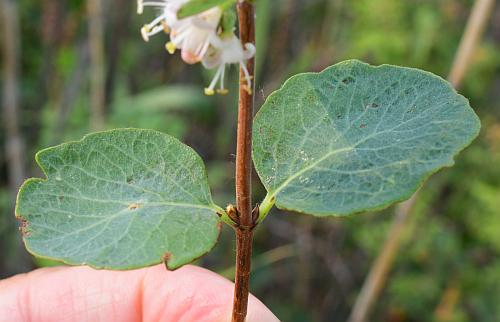 Symphoricarpos_occidentalis_stem.jpg