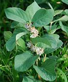 Symphoricarpos occidentalis thumbnail