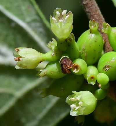 Symphoricarpos_orbiculatus_flowers1.jpg