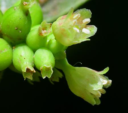 Symphoricarpos_orbiculatus_flowers2.jpg