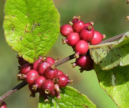 Symphoricarpos_orbiculatus_fruits.jpg