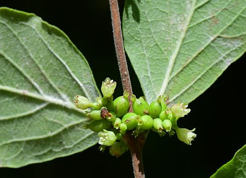 Symphoricarpos_orbiculatus_inflorescence.jpg