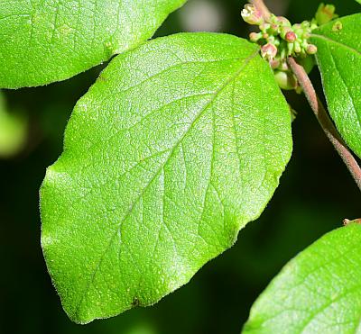 Symphoricarpos_orbiculatus_leaf1.jpg