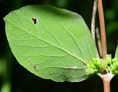 Symphoricarpos_orbiculatus_leaf2.jpg