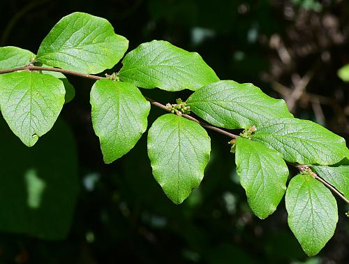 Symphoricarpos_orbiculatus_leaves.jpg