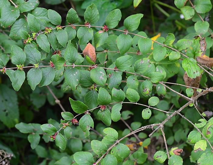 Symphoricarpos_orbiculatus_plant.jpg