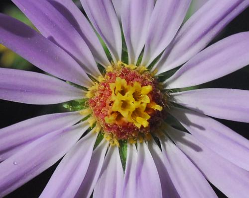 Symphyotrichum_anomalum_florets.jpg