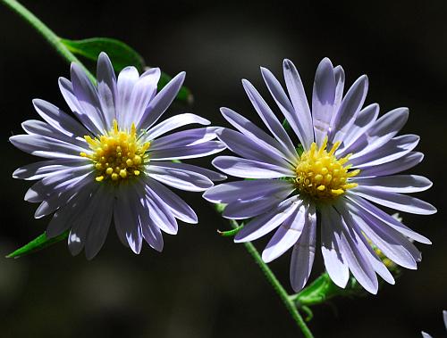 Symphyotrichum_anomalum_heads2.jpg