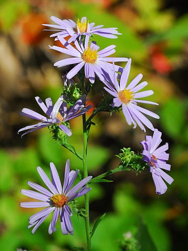 Symphyotrichum_anomalum_inflorescence.jpg