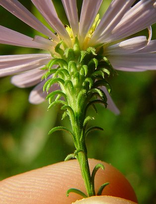 Symphyotrichum_anomalum_involucre.jpg