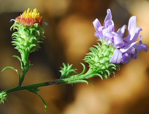 Symphyotrichum_anomalum_involucres.jpg