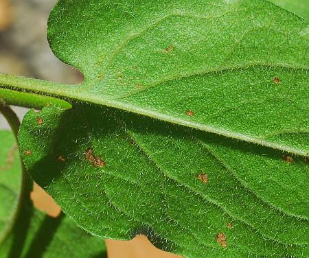 Symphyotrichum_anomalum_leaf2.jpg