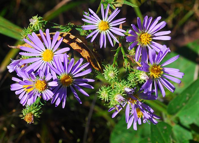 Symphyotrichum_anomalum_plant.jpg