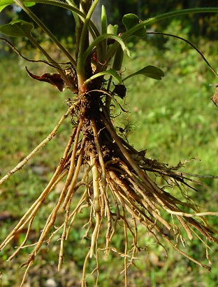 Symphyotrichum_anomalum_root.jpg