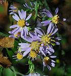 Symphyotrichum cordifolium thumbnail