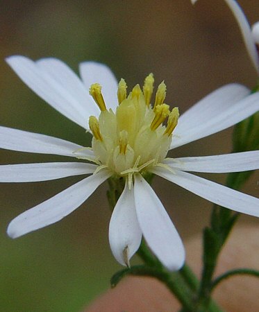 Symphyotrichum_drummondii_disk.jpg