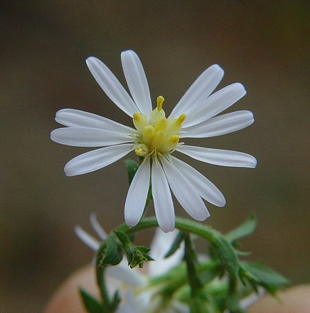 Symphyotrichum_drummondii_flowers.jpg