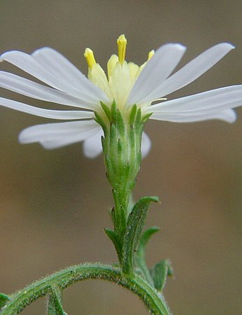 Symphyotrichum_drummondii_involucre.jpg